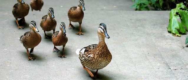 Show true leadership in your ITSM projects Show true leadership in your ITSM projects